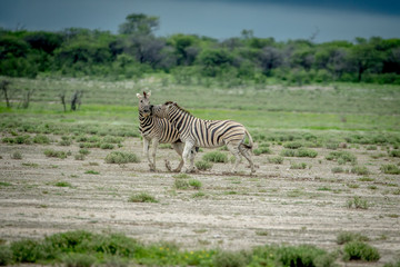 Fototapeta na wymiar Two Zebras fighting in the grass.