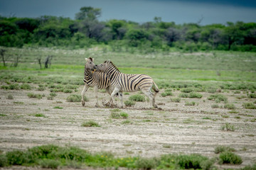 Fototapeta na wymiar Two Zebras fighting in the grass.