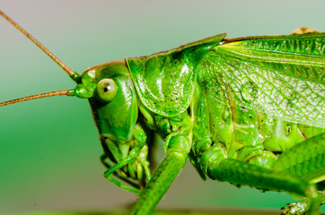 Macro of green grasshopper