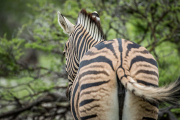 Fototapeta premium Zebra photographed from behind in Etosha.