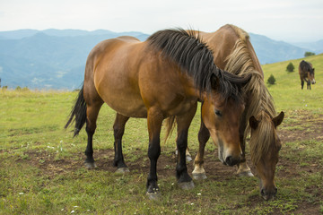 Beautiful horses on the green mountain top. Green mountain landscape.