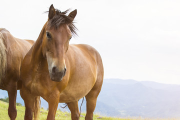 Fototapeta premium Beautiful horse on the green mountain top. Green mountain landscape.