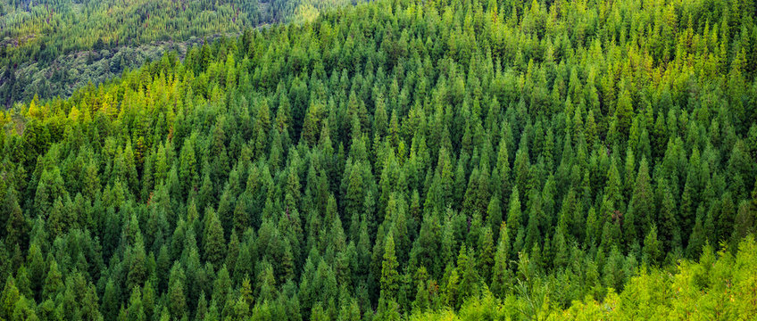 Fototapeta Aerial view of green tropical pine forest panorama
