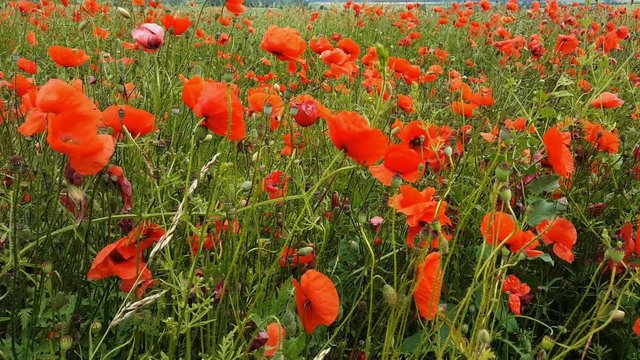Blumenwiese