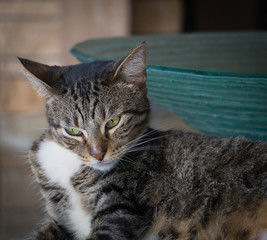 Adult Cat Chillin' Out