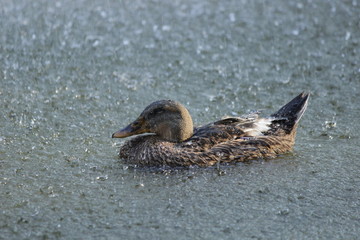 Duck