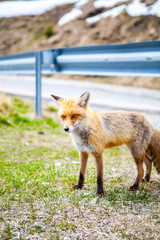 Red Fox. Fox. hitch-hike Fox. Fox on the road