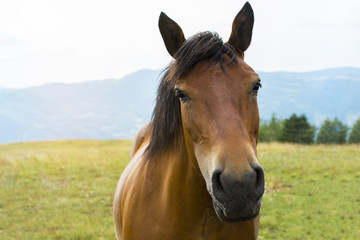 Obraz premium Beautiful horse on the green mountain top. Green mountain landscape.
