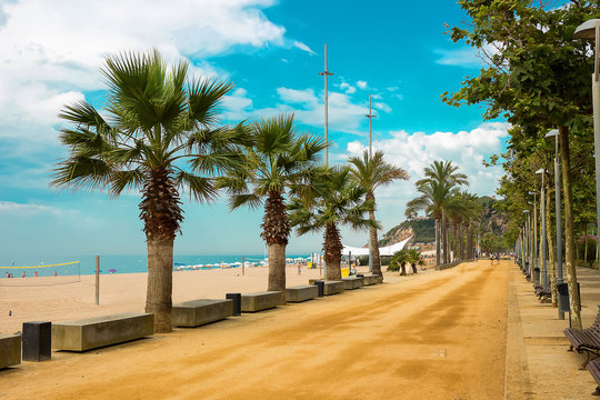 Palm trees on beach promenade in Calella on Costa Brava Spain.