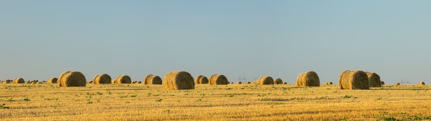 Fototapeta premium close up view to panorama with rolls on the wheat field in Ukraine