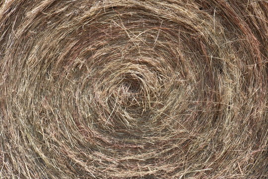 Close up of a round hay bale in Texas