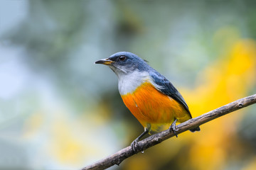 Orange-bellied Flowerpecker or Dicaeum trigonostigma, beautiful bird on branch with green background.