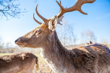 Spotted fallow deer. Fawn deer portrait. young deer. Buck Deer portrait horns.