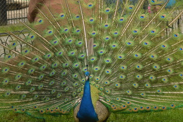 peacock