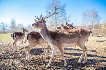 Spotted fallow deer. Fawn deer portrait. young deer. Buck Deer portrait horns.