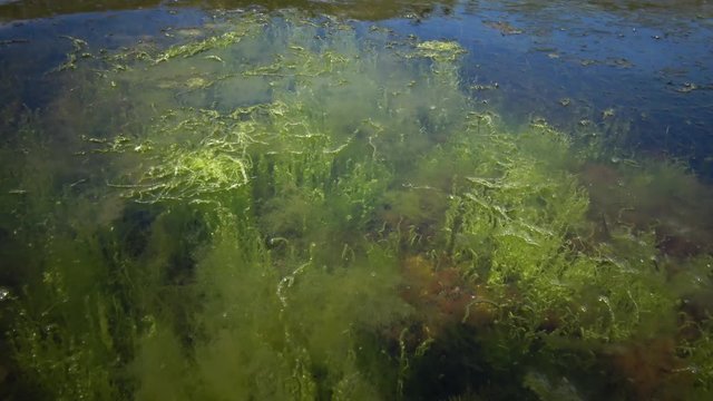 The thickets near the shore of the green seaweed of Enteromorpha. Tiligul Liman, Odessa region, Ukraine (Black Sea)