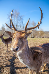 Naklejka na ściany i meble Spotted fallow deer. Fawn deer portrait. young deer. Buck Deer portrait horns.