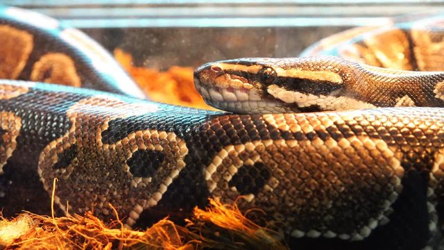 a poisonous gray snake bends the body and moves forward
