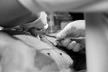 dog in a veterinary surgery