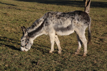 Esel beim grasen auf der Weide