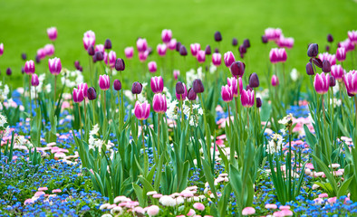 Beautiful flowers background. Floral background