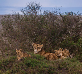 Lions in Masai Mara