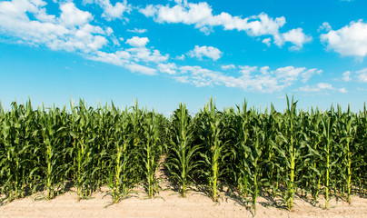 Field with corn