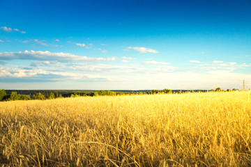 Agricultural background with ripe ears of rye. Countryside landscape nature background.