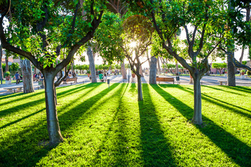Orange tree in Rome, Italy. Orange garden. Park, Outdoor.
