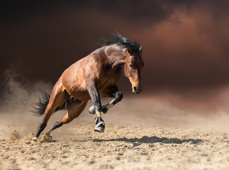 Bay horse jumps on dark clouds and dust background - 165008787