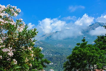 Obrazy  Białe oleandry na tle gór i chmur w Czarnogórze