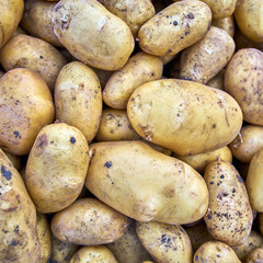 potato. Group of potatoes at the market