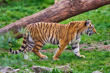 Tiger. Tigers on green grass