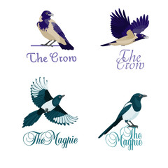 Crows and magpies as company symbols / Four concepts of logotype with crows and magpies
