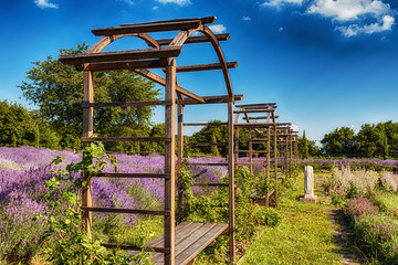 Lavender field with wooden framed benches