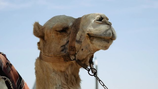 Camel head closeup outdoors. Camels are pack animals widely used in Africa and Middle east.