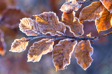 leafs with ice