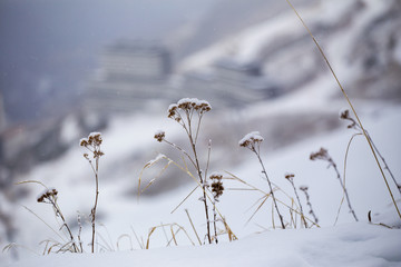 snow flowers