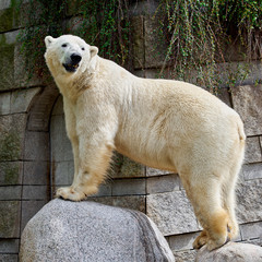 White polar bear at the zoo