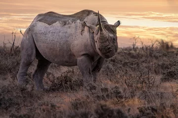 Papier Peint photo Lavable Rhinocéros rhinocéros surise