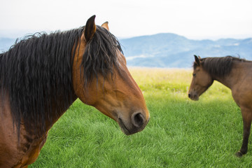 Beautiful horses on the green mountain top playing around. Green mountain landscape.