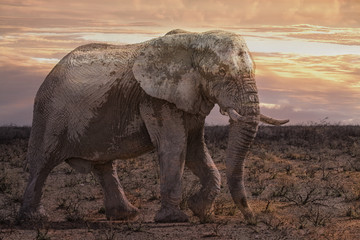Fototapeta premium elephant at sunrise