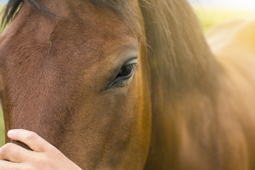 Close up of a man's hand petting a horse. Beautiful horse in nature.