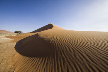 Fototapeta na wymiar Kalahari sand dune