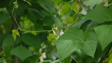 野菜畑　白花豆の白い花