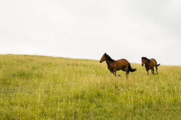 Beautiful horses on the green mountain running in the distance. Green mountain landscape.