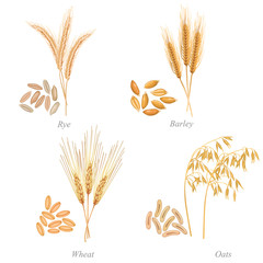 Four cereals in form of grains and ears / There are rye, barley, wheat, oats ears and grains
