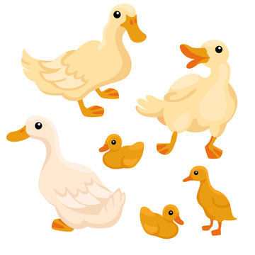 Tree white adult ducks with tree ducklings on the white background / There are cute family of white ducks with their ducklings in cartoon style
