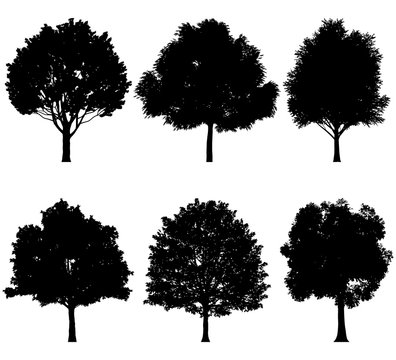 Vector illustration of tree silhouettes