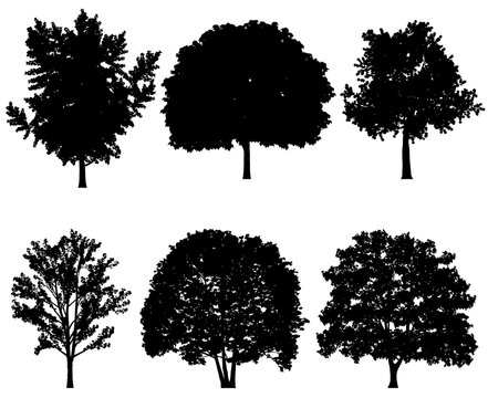 Vector illustration of tree silhouettes